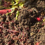 Noruega fue sorprendida por una lluvia de lombrices