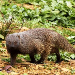 Solicitan exterminar dos especies protegidas, el meloncillo y el cormorán grande