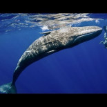 Cachalote imita los movimientos de un buzo