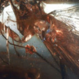 Descubren cucaracha de 100 millones de años