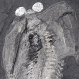 Un cerebro fósil revela cómo surgieron las cabezas de los animales