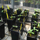 Biocarbón: el abono verde que combate el cambio climático