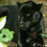 Indignación en Brasil con el vídeo de una pantera negra muerta a golpes