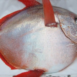 Descubren el primer pez de ‘sangre caliente’