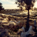 Lluvia de arañas en Australia, millones de ellas descendieron del cielo al pueblo [ENG]