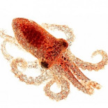 Los pulpos perciben la luz por la piel: son ‘ojos con patas’