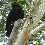 Los cuervos guardan sus herramientas para no perderlas