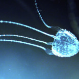 Cómo funciona el veneno de los animales más mortales del planeta