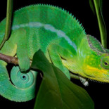 Descubren que el extraño camaleón pantera son en realidad 11 especies