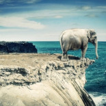 ¿Los animales se suicidan?