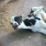 Emails revelan como lobbies lacteos llegaron a elaborar leyes mordaza que prohíben grabar maltratos en granjas (+18)