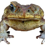 El misterio de la isla brasileña invadida por sapos deformes