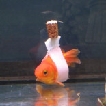 El dueño de este pez le hizo una “silla de ruedas” de corcho para ayudarle a nadar bien