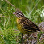El escribano aureolado ha perdido el 90% de su población en treinta años