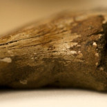 Hallan células de dinosaurio en fósil de 75 millones de años