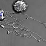 La muerte de un glóbulo blanco humano grabada por primera vez (ING)