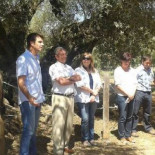 El Olivo ‘la Farga del Arión’ (Ulldecona) datado en 1.701 años es el más viejo de España