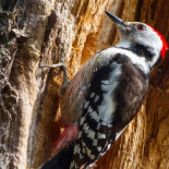 Alemania convertirá 62 antiguas bases militares en reservas de vida salvaje [ENG]