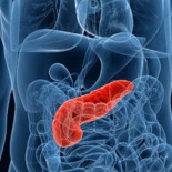 El páncreas, ese gadget corporal infravalorado