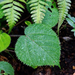 El mero roce con esta planta provoca tanto dolor que puede llevarte al suicidio