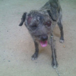 Rufo, un perro al que varios jóvenes apalearon mientras hacían botellón en Villanueva de Córdoba