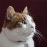 Los dueños de gatos no admiten que viven con un gran depredador