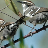 Descubren un elemento del lenguaje humano en el canto de un pájaro