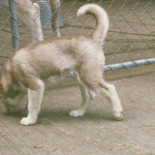 Mi padre intentó domesticar a un lobo