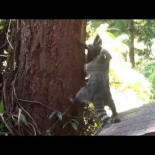 Una mapache enseña a su cría cómo trepar a los árboles