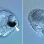 La compleja historia del ojo más simple