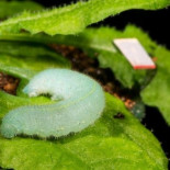 Las plantas reaccionan ante el sonido de sus depredadores