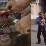 El maltrato y calvario que padecen los osos que utilizan para bailar en espectáculos y programas de televisión