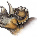 Un nuevo dinosaurio revela la evolución de los cuernos en los ‘Triceratops’