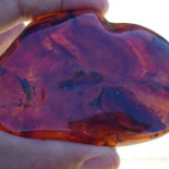 Hallada una mosca fosilizada de hace 105 millones de años con la carga de polen en su abdomen