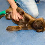 Detenido un hombre por lanzar al vacío un cachorro de dos meses