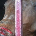 Condenan al torero José Antonio Canales Rivera por maltrato animal