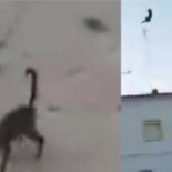 Buscan a los autores de un video en el que matan a un gato a patadas