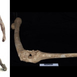 Identifican los restos de Filipo II de Macedonia, padre de Alejandro Magno