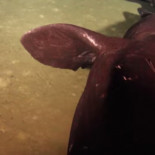 Tiburones viviendo dentro de un volcán activo [ENG]