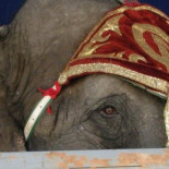 Cataluña se convierte en la primera comunidad en España que prohíbe los circos con animales salvajes