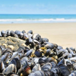 Un nuevo adhesivo inspirado en el mejillón cierra heridas en 60 segundos