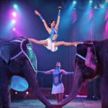 El Gran Circo Mundial abandona Valencia tras 41 años por el veto a los animales