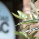 ¿Quién ha recibido más subvención de dinero público a través de la PAC en 2015?