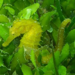 Los caballitos del Mar Menor, al borde de la extinción por su venta como souvenir