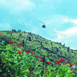 Glifosato, el informe oculto 30 años