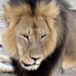 El asesino de Cecil culpa a los guías y cierra su clínica por la avalancha de críticas