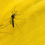 El ejército de millones mosquitos transgénicos que combate el dengue en Brasil