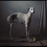 Las tristes imágenes de los perros de caza abandonados en España