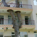 Once arquitectos que no han querido cortar los arboles