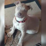 Mujer se enfrenta a cargos después de que un policía matase a su perro [ENG]